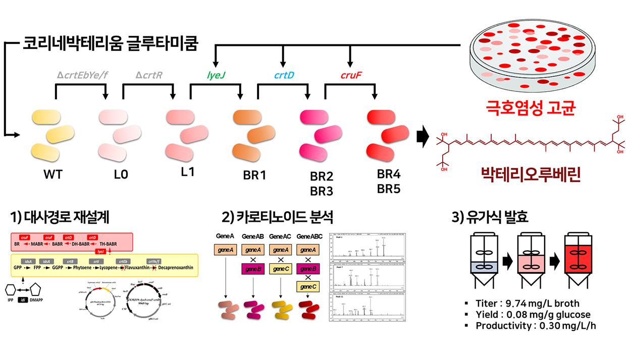 인천대학교 서명지 교수 연구팀, 합성생물학 및 정밀발효 기반 산업 미생물 활용 고부가 항산 대표이미지