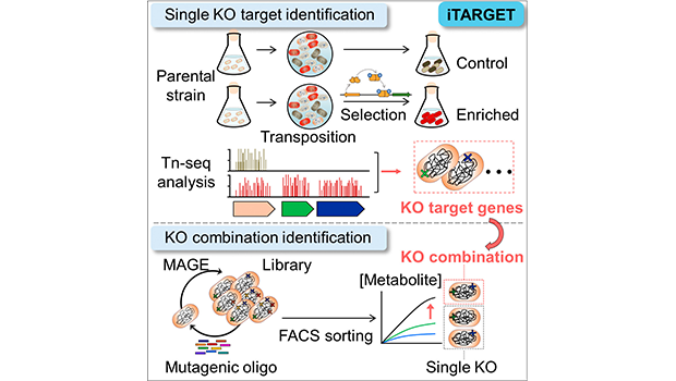 복잡한 유전 정보를 한 번에 재설계 – iTARGET 기술로 만드는 미생물 기반 차세대 바 대표이미지